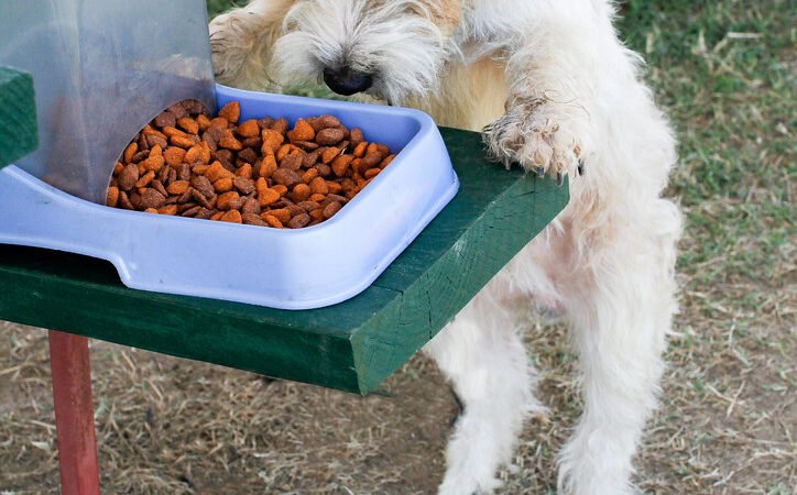 How to Read a Dog Food Label for Your Senior Dog