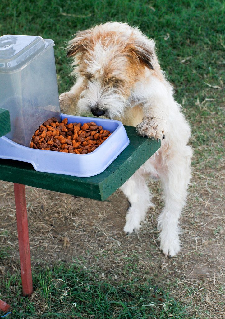 How to Read a Dog Food Label for Your Senior Dog