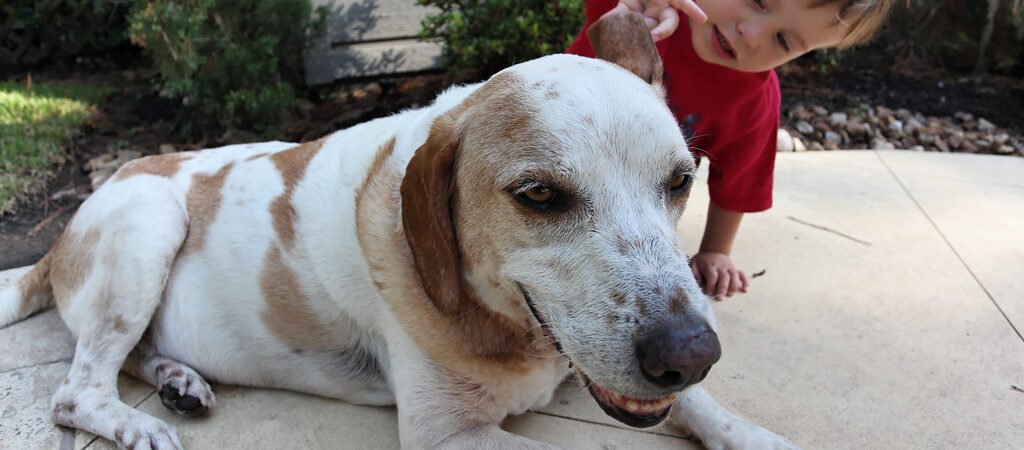 Hearing Loss in Senior Dogs: Signs and How to Help