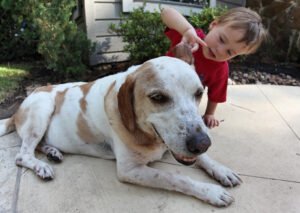 Dog with ears raised, representing hearing and hearing loss in senior dogs