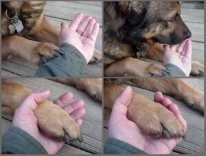 A hand gently resting on a dog, representing comfort and hospice care for senior pets