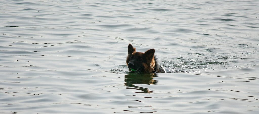 Physical Rehabilitation and Hydrotherapy for Senior Dogs