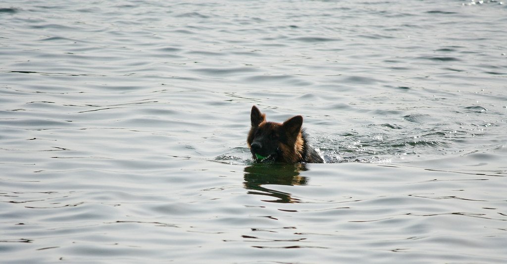 Physical Rehabilitation and Hydrotherapy for Senior Dogs