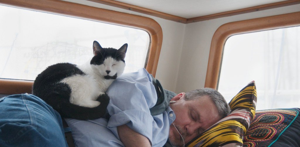 Hypertension in Senior Cats: The Silent Cause of Sudden Blindness