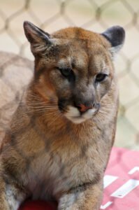 Senior cat resting, representing hyperthyroidism in older cats