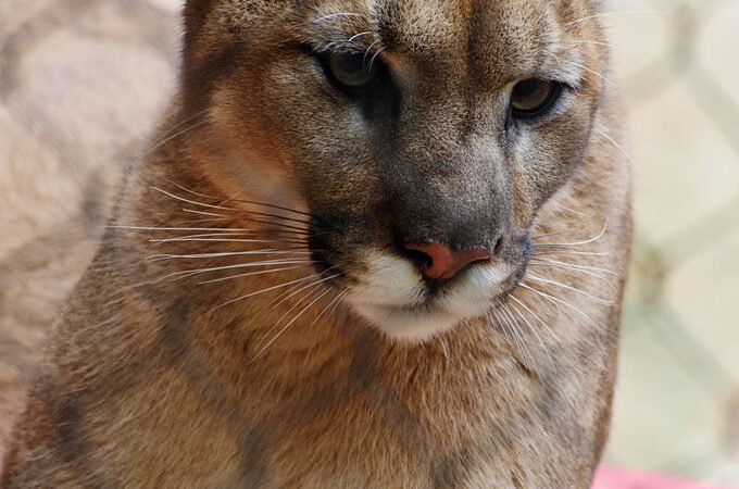 Hyperthyroidism in Senior Cats: Signs and Treatment