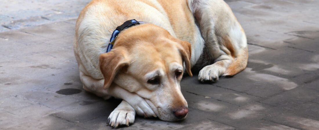 Hypothyroidism in Senior Dogs: Signs and Treatment