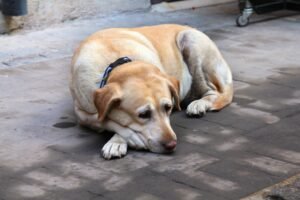 Senior Labrador resting, representing hypothyroidism and low energy in senior dogs