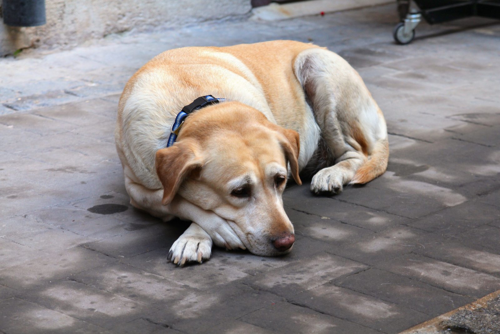 Hypothyroidism in Senior Dogs: Signs and Treatment