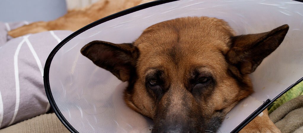 Urinary Incontinence in Senior Dogs: Causes, Diagnosis, and What Actually Helps