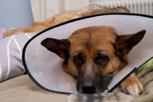 Senior German Shepherd dog wearing a protective wrap, representing urinary incontinence management