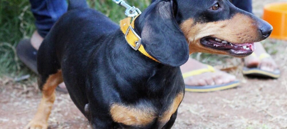 Intervertebral Disc Disease (IVDD) in Senior Dogs