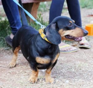 Dachshund dog, a breed predisposed to intervertebral disc disease (IVDD)