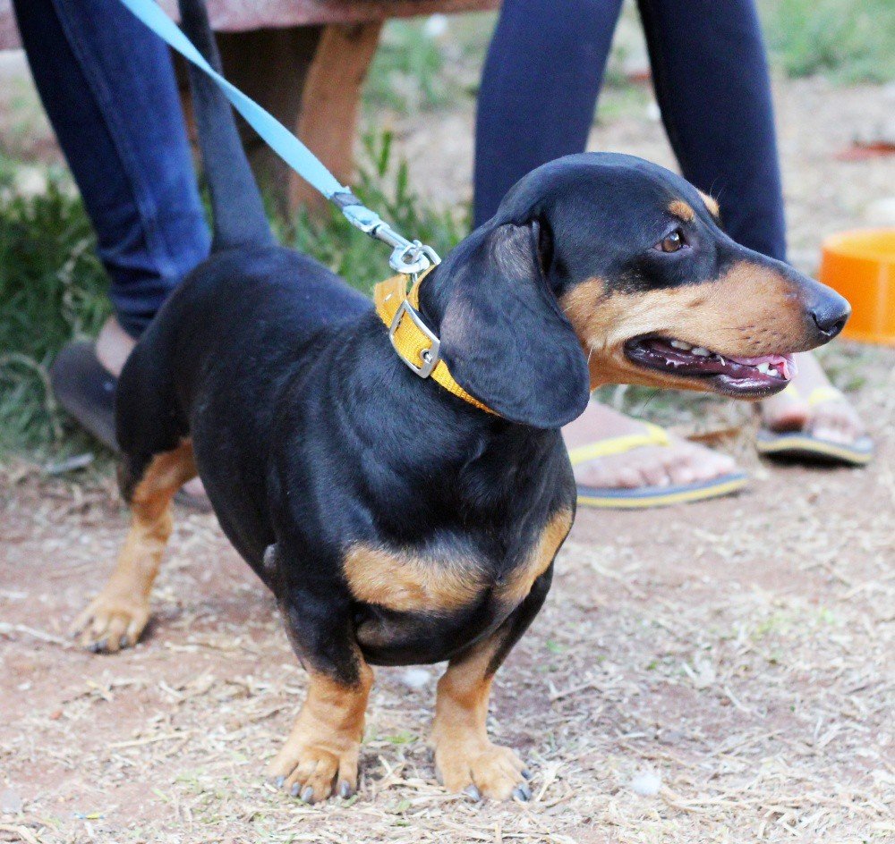 Dachshund dog, a breed predisposed to intervertebral disc disease (IVDD)