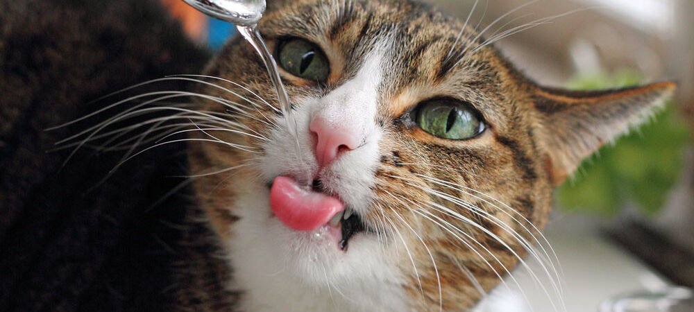 Chronic Kidney Disease in Senior Cats: Signs and Management