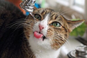 Cat drinking water, representing increased thirst as an early sign of chronic kidney disease in senior cats
