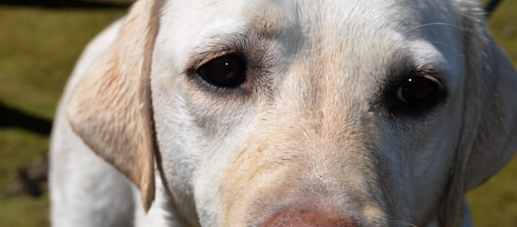 Glaucoma in Senior Dogs: A Vision Emergency You Can’t Wait On