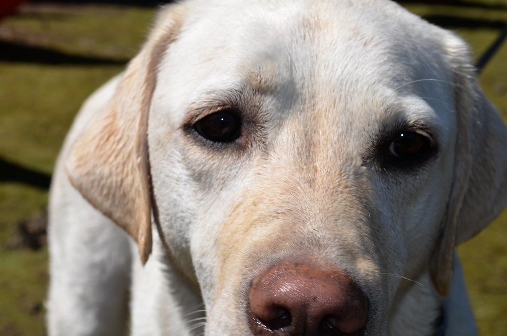 Labrador Retriever face close-up, representing eye health and glaucoma emergencies in senior dogs