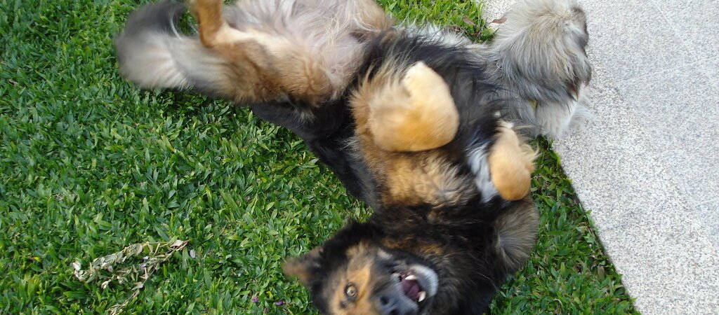 Lipomas in Senior Dogs: What That Lump Under the Skin Usually Means