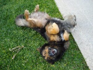 Dog belly area, representing where lipomas commonly develop in senior dogs