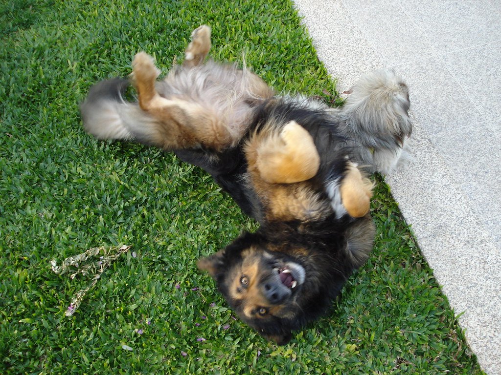 Dog belly area, representing where lipomas commonly develop in senior dogs