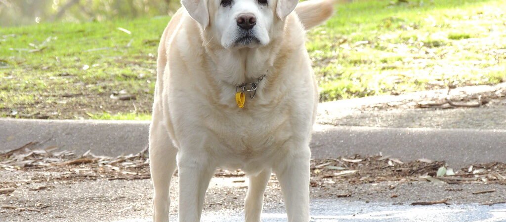 Liver Disease in Senior Dogs: Signs and What It Means