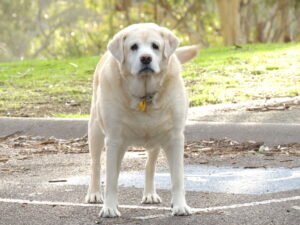 Geriatric senior dog, representing liver disease in aging dogs