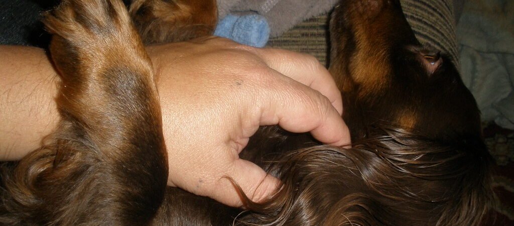 Lymphoma in Senior Dogs: Signs, Diagnosis, and Treatment