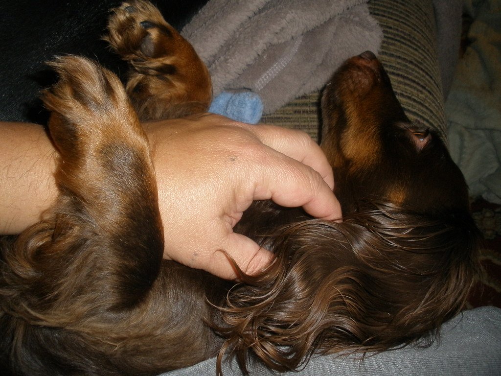 Close-up of a dog, representing lymphoma and lymph node checks in senior dogs