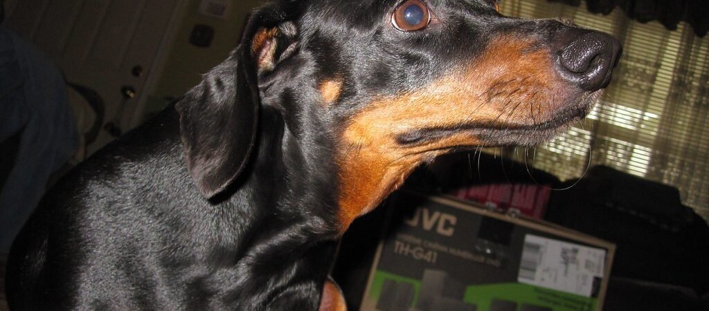 Mast Cell Tumors in Senior Dogs: What to Know About This Common Skin Cancer