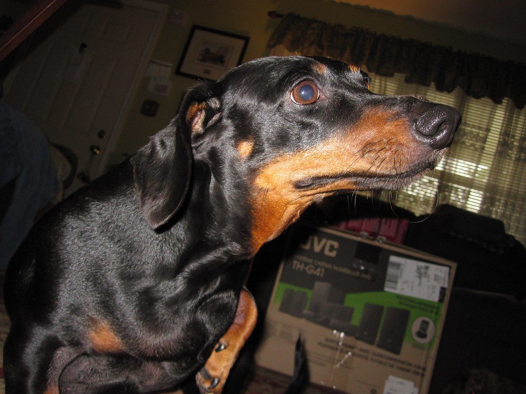 Mast Cell Tumors in Senior Dogs: What to Know About This Common Skin Cancer