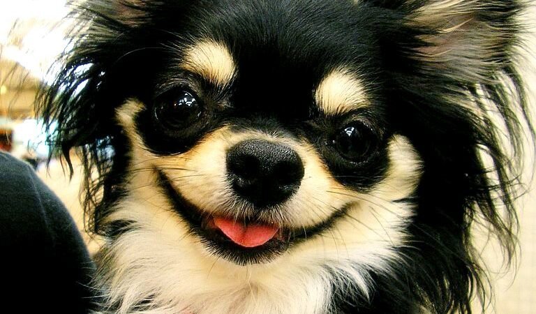 Heart Murmurs in Senior Dogs: What the Grade Actually Means
