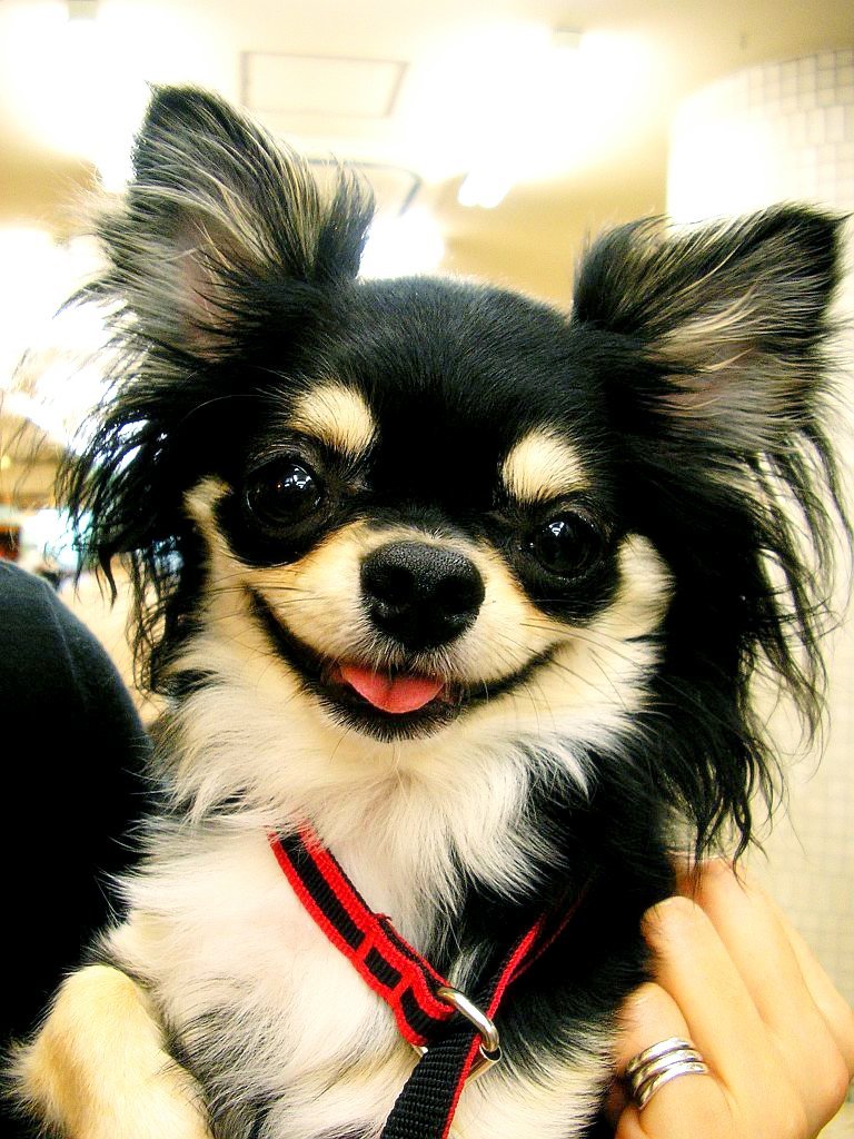 Heart Murmurs in Senior Dogs: What the Grade Actually Means