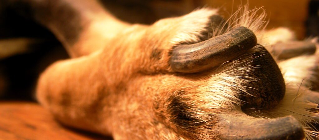 Nail Care for Senior Dogs: Why It Matters More As They Age