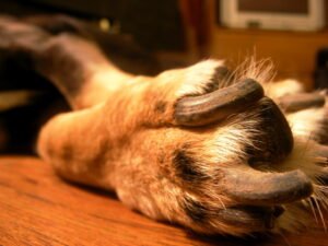 Close-up of a dog paw and nails, representing senior dog nail care