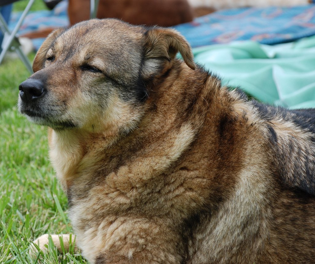 Introducing a New Pet to a Household With a Senior Dog or Cat