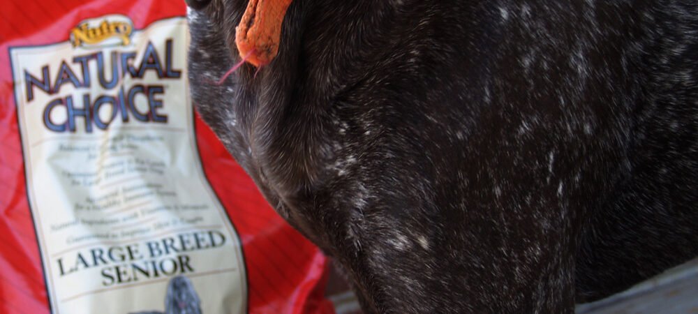 Osteosarcoma: Bone Cancer Warning Signs in Senior Large-Breed Dogs
