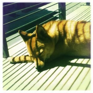 Senior dog napping calmly, resting comfortably