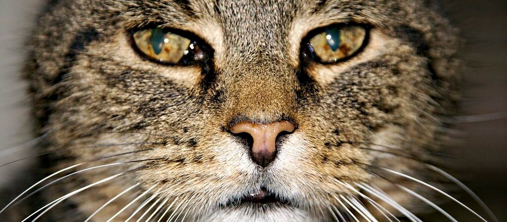 Vestibular Disease in Senior Cats: Sudden Loss of Balance Explained
