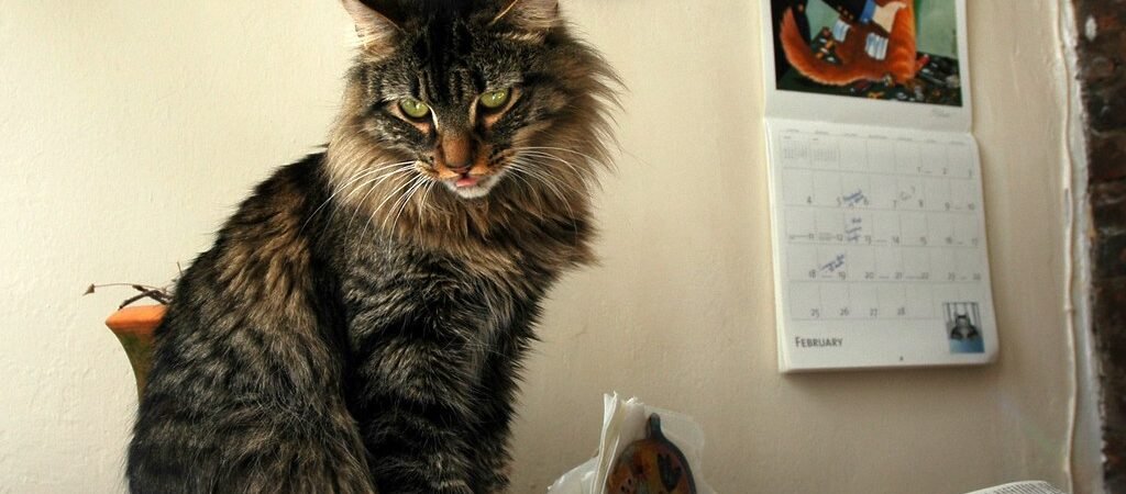 Recognizing Pain in Senior Cats: The Subtle Signs