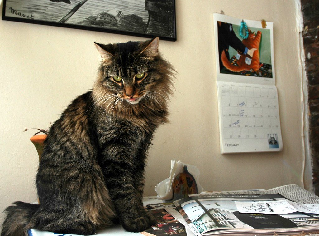 Senior cat sitting alert indoors