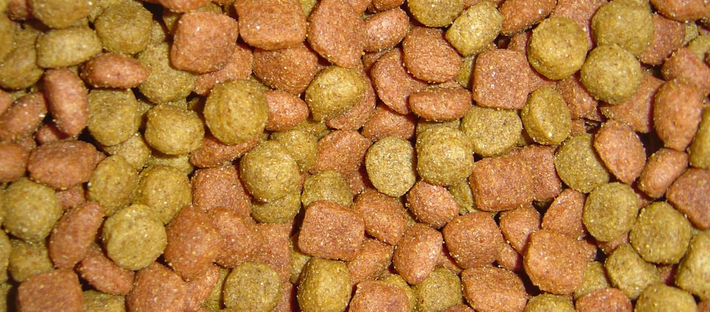 Diet and Supplements for Canine Cognitive Dysfunction