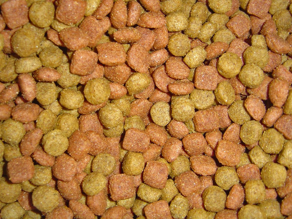 Homemade Diets for Senior Dogs: Benefits, Risks, and Getting It Right