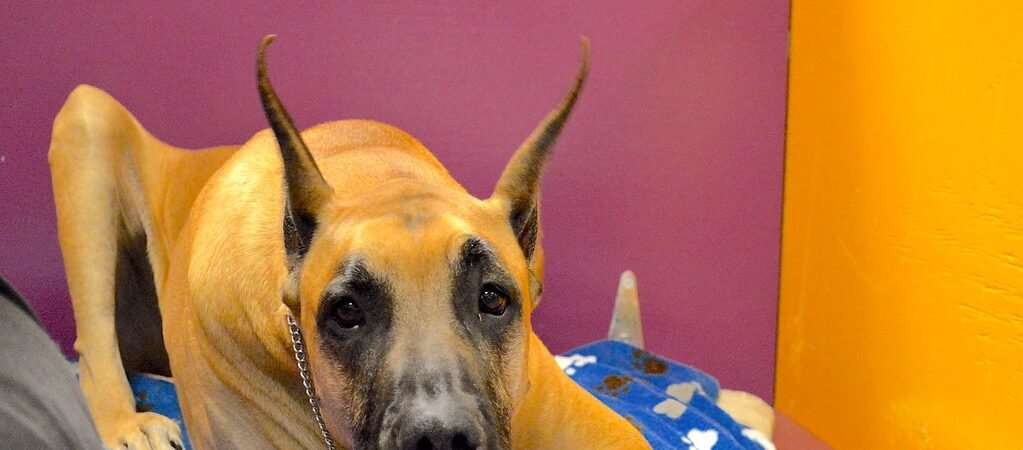 Bloat (GDV) Risk in Senior Large-Breed Dogs