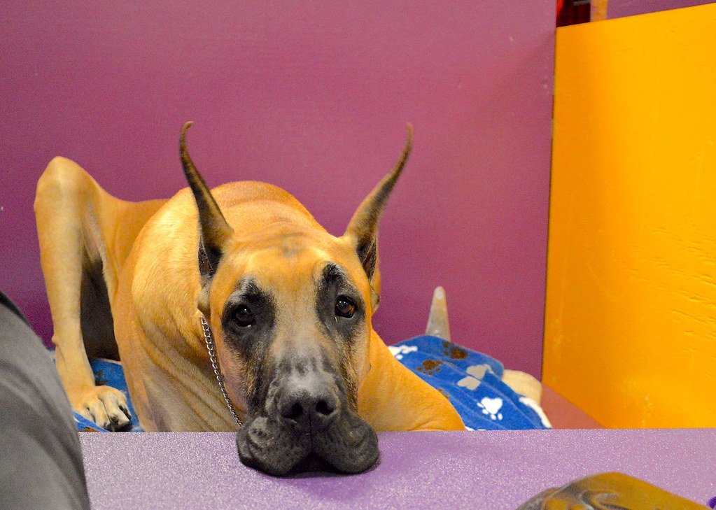 Bloat (GDV) Risk in Senior Large-Breed Dogs