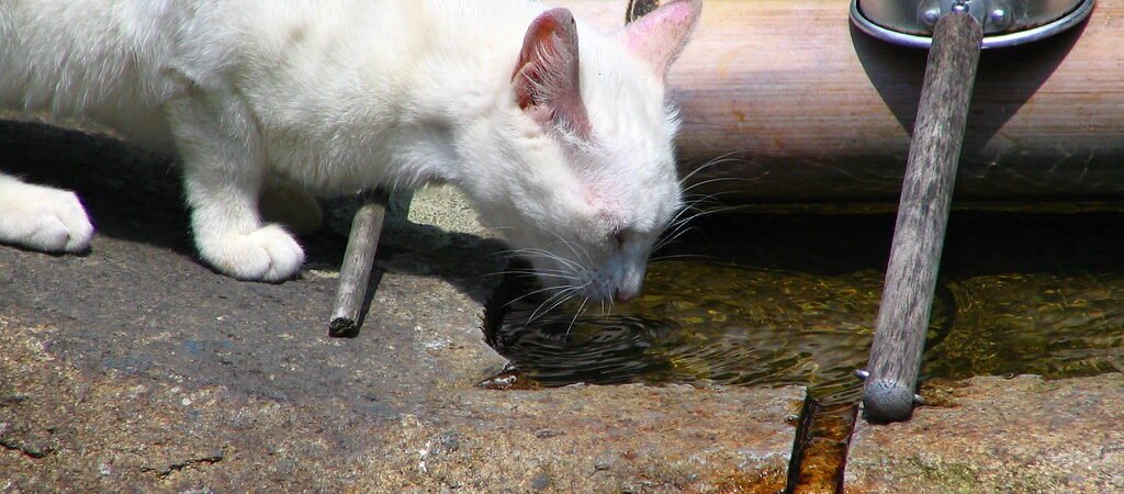 Hydration Tips for Senior Cats With Chronic Kidney Disease