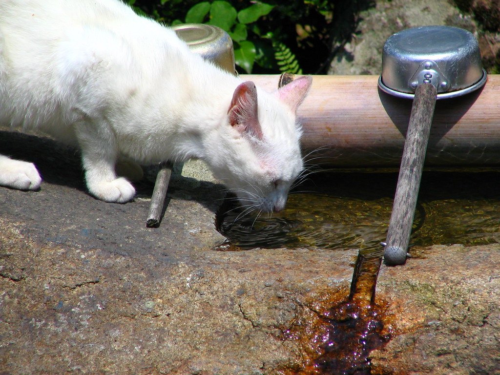 Hydration Tips for Senior Cats With Chronic Kidney Disease