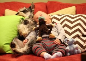 Dog resting comfortably on a supportive bed
