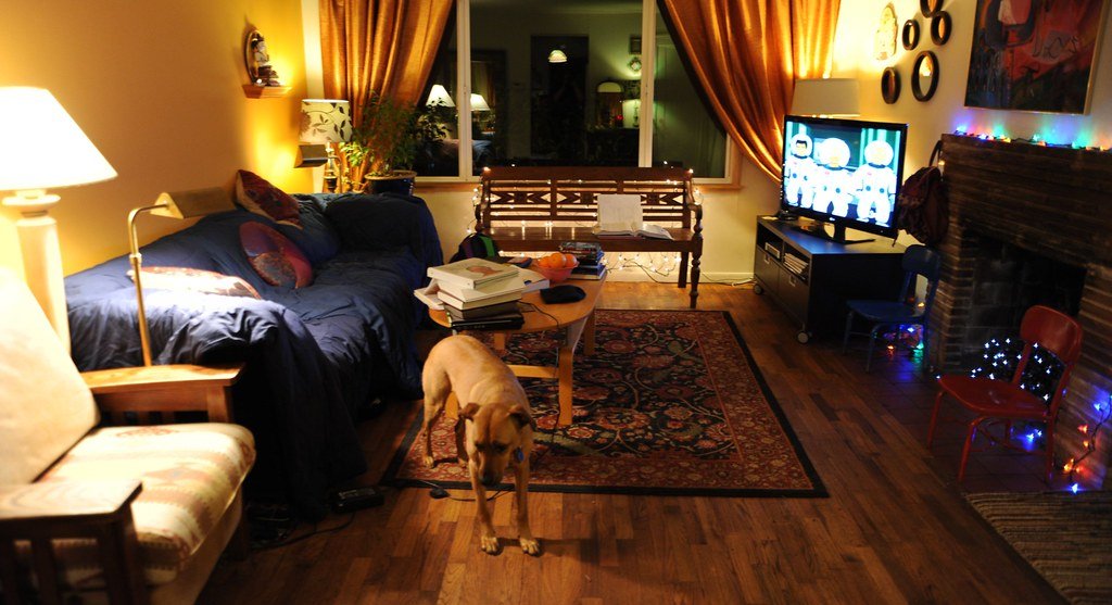 Non-Slip Flooring Solutions for Senior Pets With Mobility Issues
