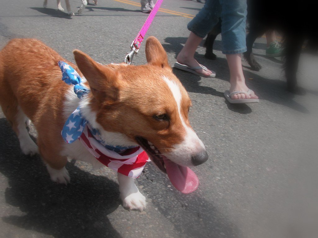 Tracheal Collapse in Senior Small-Breed Dogs: The Honking Cough Explained